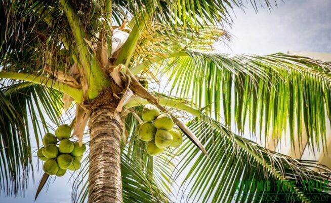 Khám phá khoa học: Bé biết gì về cây Dừa
